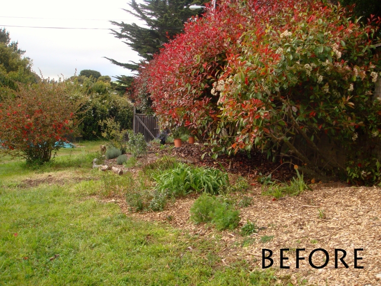 Photinia hedge before garden renovation