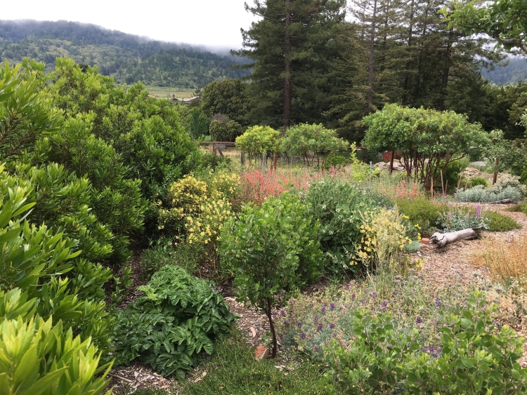 Marin county native garden design